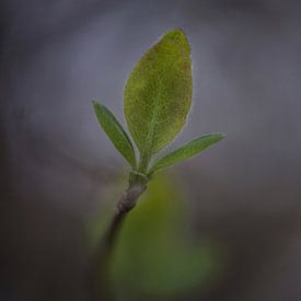 Macro van Wietske Elzinga