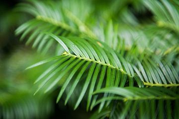 Coniferous tree - Close-up