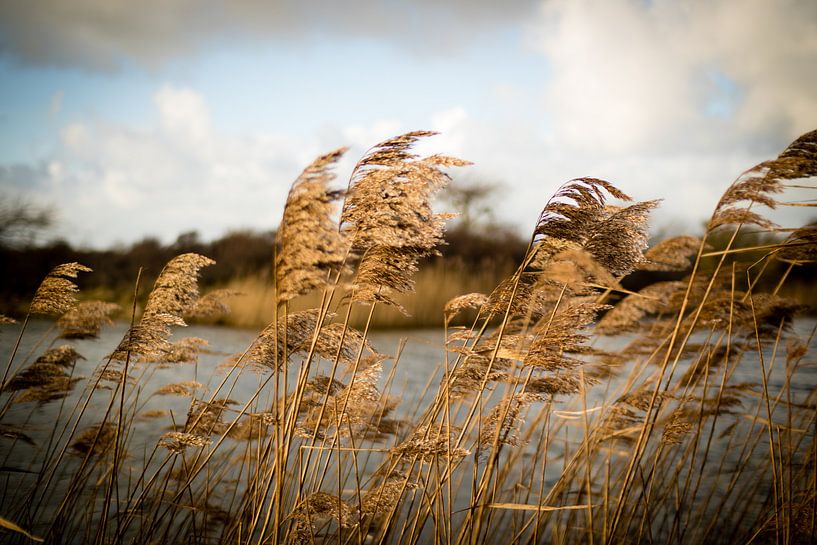 Riet wuivend in de wind von Marcel Alsemgeest