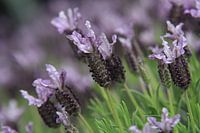 Lavendel in de zomerzon