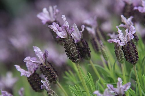 Lavendel in de zomerzon