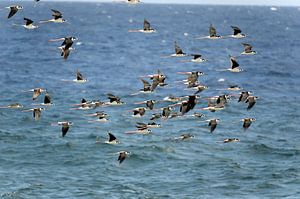 Flugschau Fregattenvögel in Curaçao