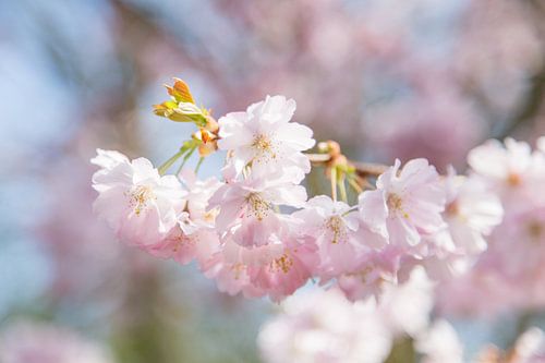 Lente Bloesem von Chantal Cornet