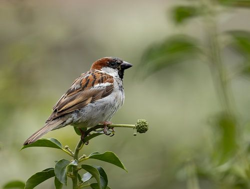 Der gesellige Haussperling