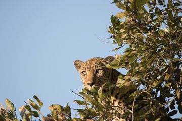 luipaard in een boom van merle van de laar
