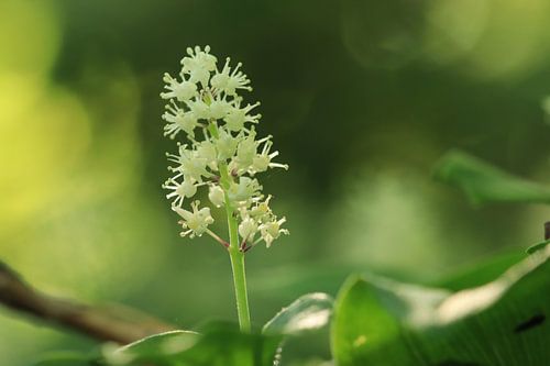 Blume von Annet van Heijster