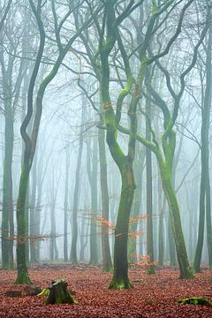 Mist in het Elspeetse bos van Jenco van Zalk