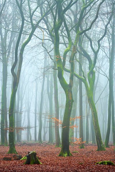 Fog in the Elspeet forest by Jenco van Zalk