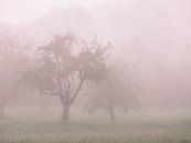 Late Summer Fog by Max Schiefele thumbnail