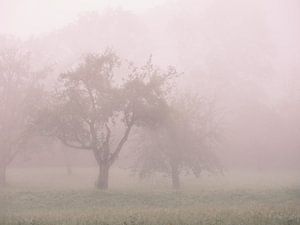 Late Summer Fog
