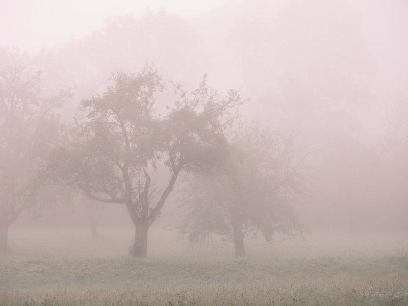 Late Summer Fog by Max Schiefele
