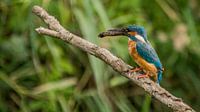 Common Kingfisher.