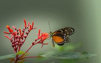Vlinder op bloem