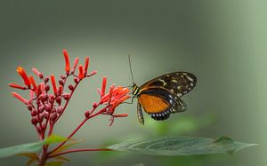 Vlinder op bloem van Maarten Leeuwis