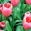 The Tulip Beauties. van Cornelis (Cees) Cornelissen