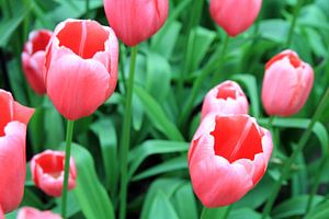 Les beautés de la tulipe.