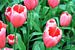 The Tulip Beauties. van Cornelis (Cees) Cornelissen