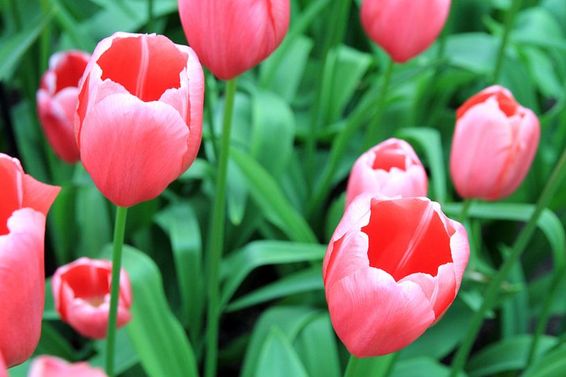 The Tulip Beauties. van Cornelis (Cees) Cornelissen