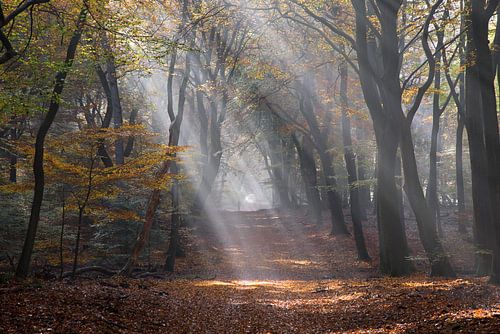 Beams of light in the autumn