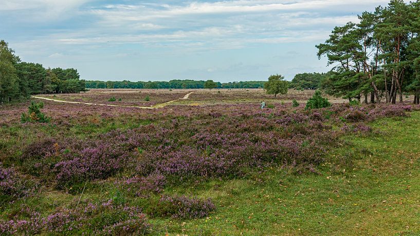 Westerheide van Peter Veerman