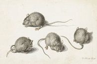 Vier Studien an einer kranken Maus, Jacob de Gheyn (II), 1575 - 1625 von Marieke de Koning Miniaturansicht