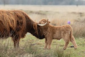 Kälberliebe, Mutter schottischer Highlander mit Kalb
