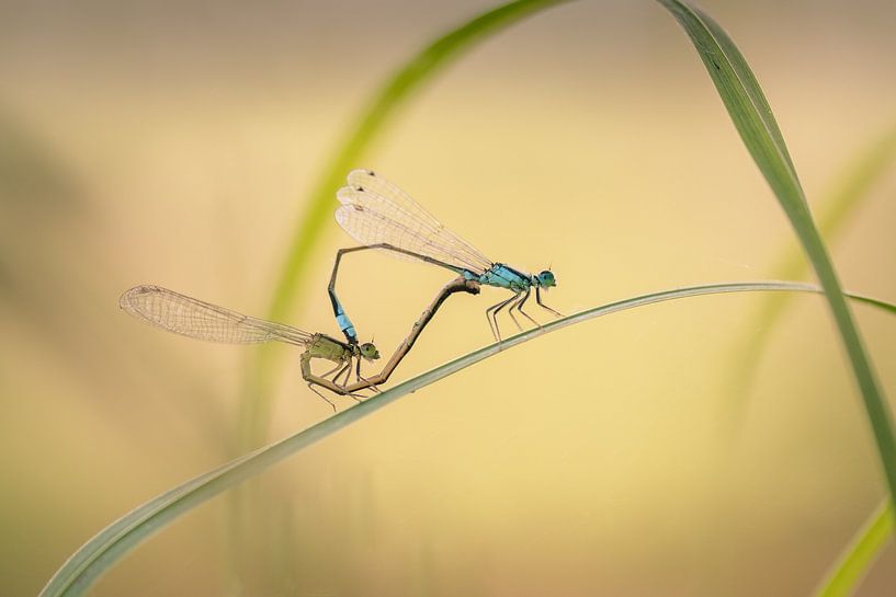Mating damselflies by Moetwil en van Dijk - Fotografie