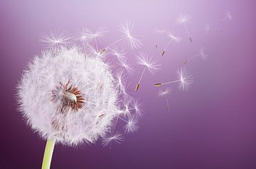 Vliegende paardenbloem van Bess Hamiti