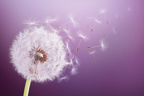 Dandelion Flying
