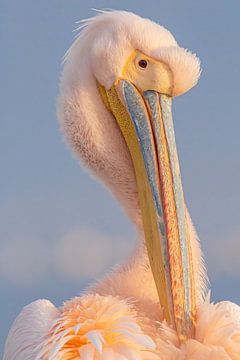 Poetsen maar!  Roze pelikaan in Griekenland. van Kris Hermans