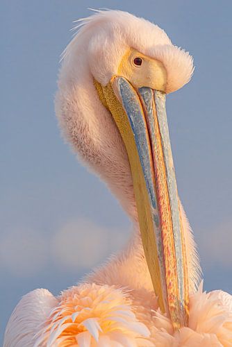 Poetsen maar!  Roze pelikaan in Griekenland.