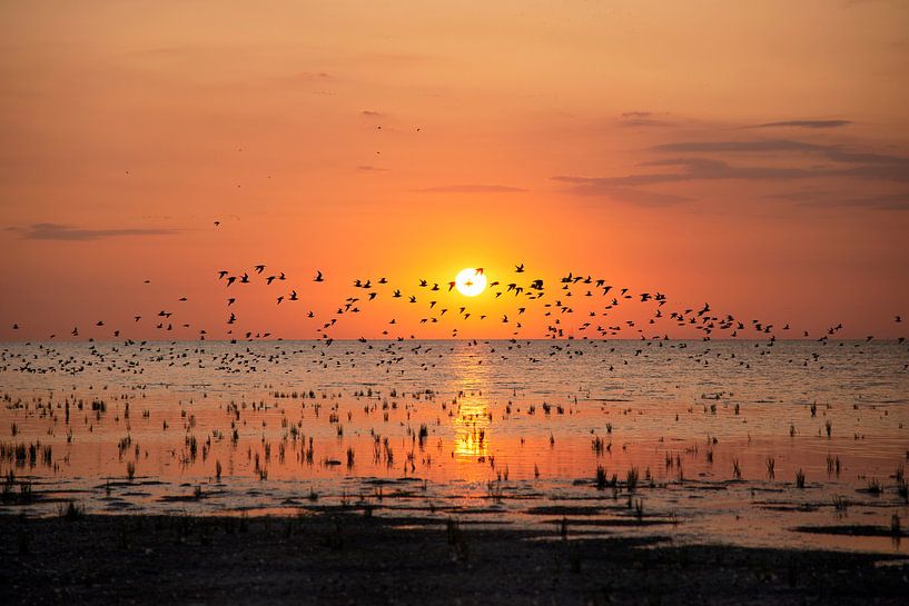 Un essaim d'oiseaux au coucher du soleil par Barbara Brolsma