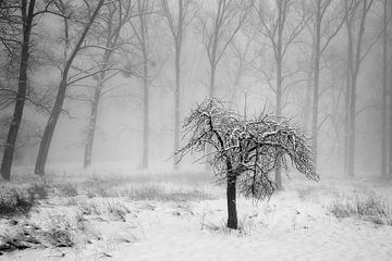 Lonely Tree van Rob Boon