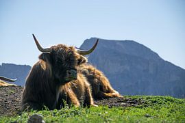 Schottische Highlander in den Dolomiten von Michael Jansen