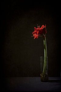 Amaryllis