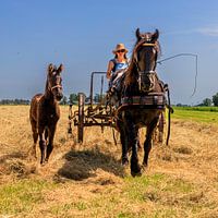 Horse and foal in front of the Hayshaker
