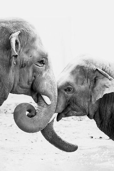 Elephants love by Evelien Oerlemans