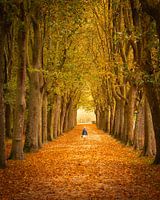 Walk through autumn