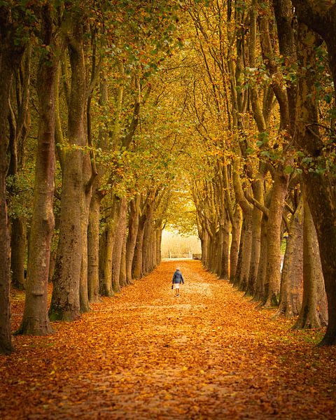 Spaziergang durch den Herbst von Hans Huys