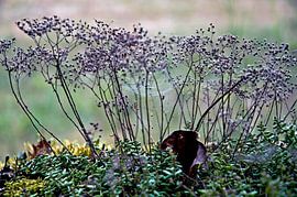 Herbes tendres dans une prairie forestière en France sur Silva Wischeropp