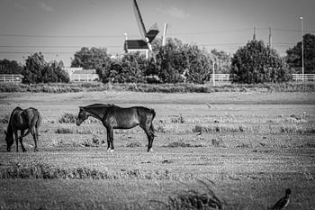 Hollands polder stilleven