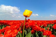Eine gelbe Tulpe in einem Feld von roten Tulpen von Sjoerd van der Wal Fotografie Miniaturansicht