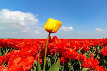 Een gele tulp in een veld met rode tulpen van Sjoerd van der Wal Fotografie