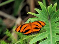 Dryadula Phaetusa