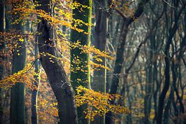Autumn colours on the trees in the forest