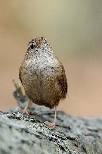 Winterkoning  met happy feet