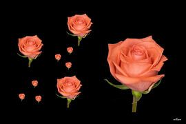 Pink roses on a black background by whmpictures .com