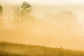 Hirschkuh im Sonnenaufgang von Danny Slijfer Natuurfotografie