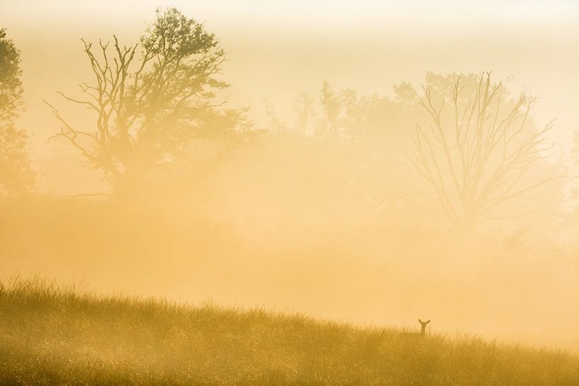doe in sunrise by Danny Slijfer Natuurfotografie