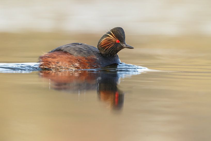 black necked grebe par Menno Schaefer